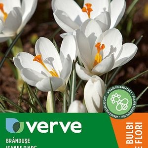 Bulbi VERVE Crocus Jeanne D.Arc, alb