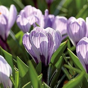 Bulbi VERVE Crocus King Of The Striped, mov