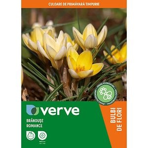 Bulbi VERVE Crocus Romance, galben