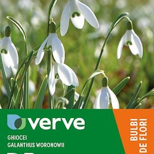Ghiocei Galanthus Woronowii VERVE, 10 bulbi