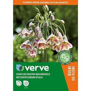 Bulbi Ceapa decorativa bulgareasca Nectaroscordum Siculum, 12 bucati