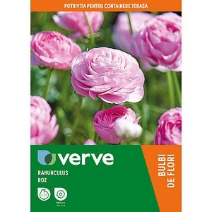 Bulbi Ranunculus roz VERVE, 15 bulbi