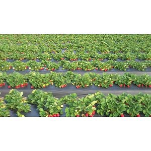 Folie Mulcire Antiburieni,  3.2 x 10 m • Vodaland