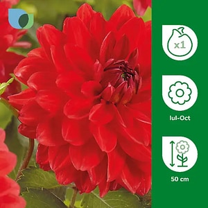 Bulb Dahlia Heatwave, rosu