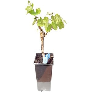 Vita de vie la ghiveci, 2L