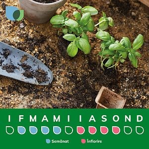 Bulb VERVE Canna Okalahoma, roz