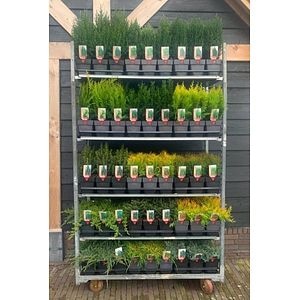 Mix Conifer