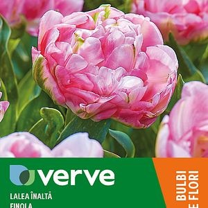 Bulb VERVE Lalea Finola, roz