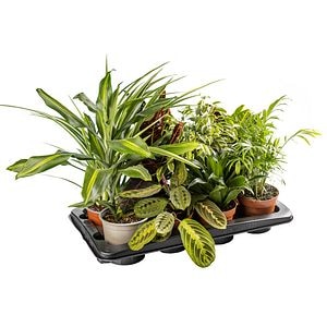 Mixed Indoor Green Plants D 12Cm