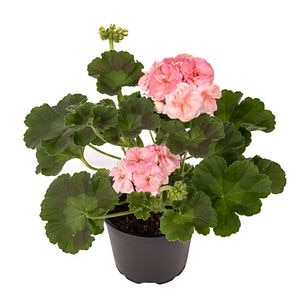 Pelargonium Rosebud Astrid 7D13Cm