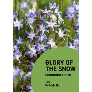Bulbi Chionodoxa albastra VERVE, 15 bucati