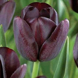 Bulbi VERVE Lalele, mov