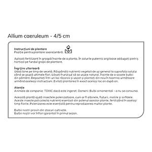 Bulbi Allium Caeruleum 15