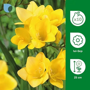 Bulb Freesia, galben