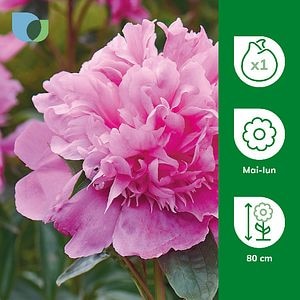 Bulb VERVE Bujor Miss Eckhardt, roz