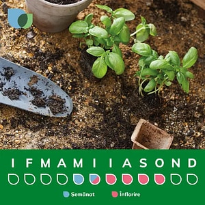 Bulb Begonia Bouton, roz