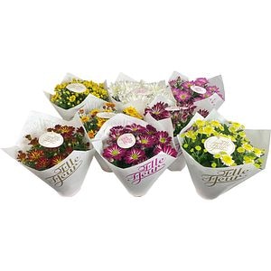 Chrysant Elle Fleur Mix, H 25 cm