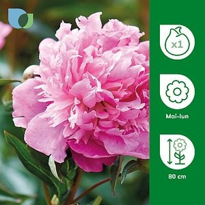 Bulb bujor Monsier Jules Elie VERVE, 1 bucata