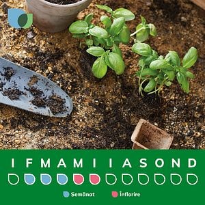 Bulb Bujor Monsier Jules Elie