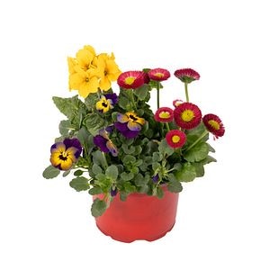 Aranjament 3 Plante Primavara D13