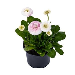 Nasturas Bellis D9 Cm