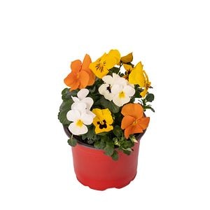 Viola Multicolor D13 Cm