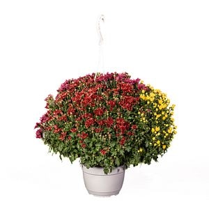 Crizantema Tricolor Cu Agatator D19