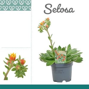 Planta Echeveria Setosa 10.5 Cm