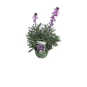 Erysimum Bowles Mauve D17 Cm