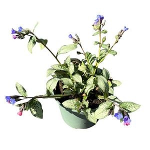 Pulmonaria Blue Ensign D17 Cm