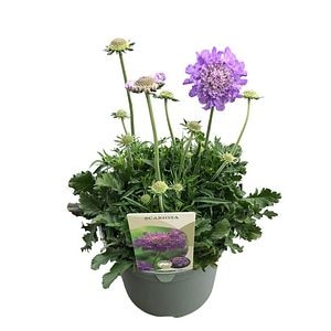 Scabiosa Mariposa Albastra D17 Cm