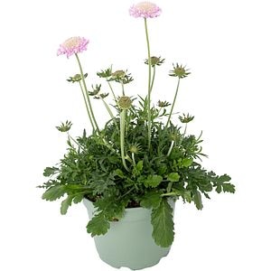 Scabiosa Roz Mist D17 Cm