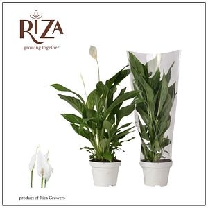 Planta de interior Crinul Pacii Strauss, D13 cm