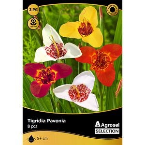 Bulbi Trigridia Pavonia AGROSEL SELECTION, multicolor