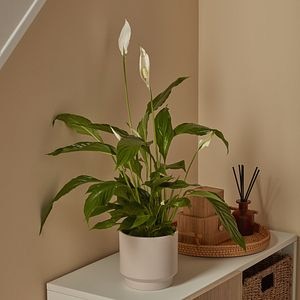 Crinul Pacii D12Cm H30Cm