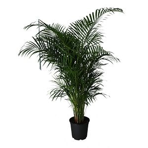 Butterfly Palm D24Cm H140Cm