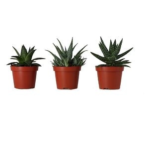 Planta de interior Aloe Safari, MIX D10.5 cm H20 cm