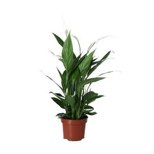 Planta de interior Crinul Pacii Verve, D17 cm, H70 cm