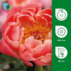 Bulb Bujor Coral Charm VERVE, rosu