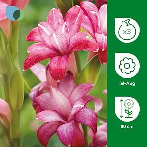 Bulbi tuberoza Cherry VERVE, 3 bucati