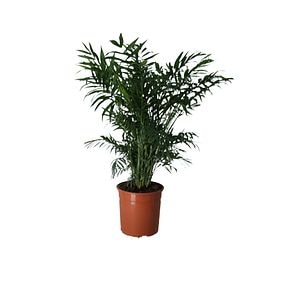 Planta de interior Chamaedorea D12 cm H30 cm