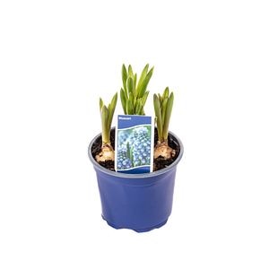 Muscari D9Cm