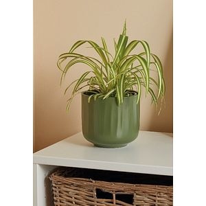 Planta spider, diametru 12 cm, inaltime 25 cm