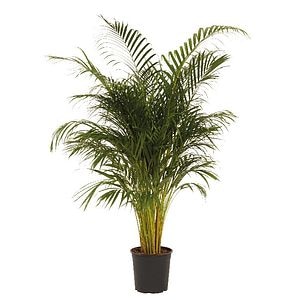 Planta de interior Areca Palm Butterfly, D27 cm, H150 cm