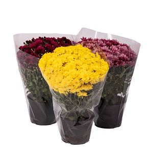 Planta de exterior Crizantema Dalia Prod, D17