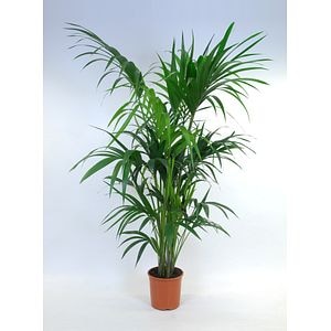 Planta de interior Kentia Palm, D24 cm, H140 cm