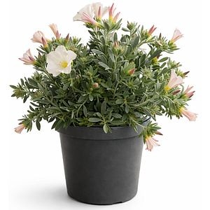 Volbura argintie Convulvulus Cnerom, H 30 cm