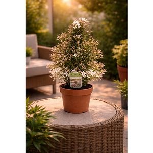 Iasomie Polyanthum, H 40 cm