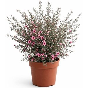 Manuka Lepto Scoparium, H 40 cm