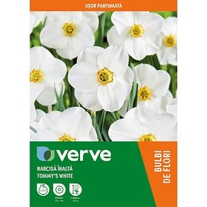 Bulb VERVE Narcisa Tommy.S White, alb